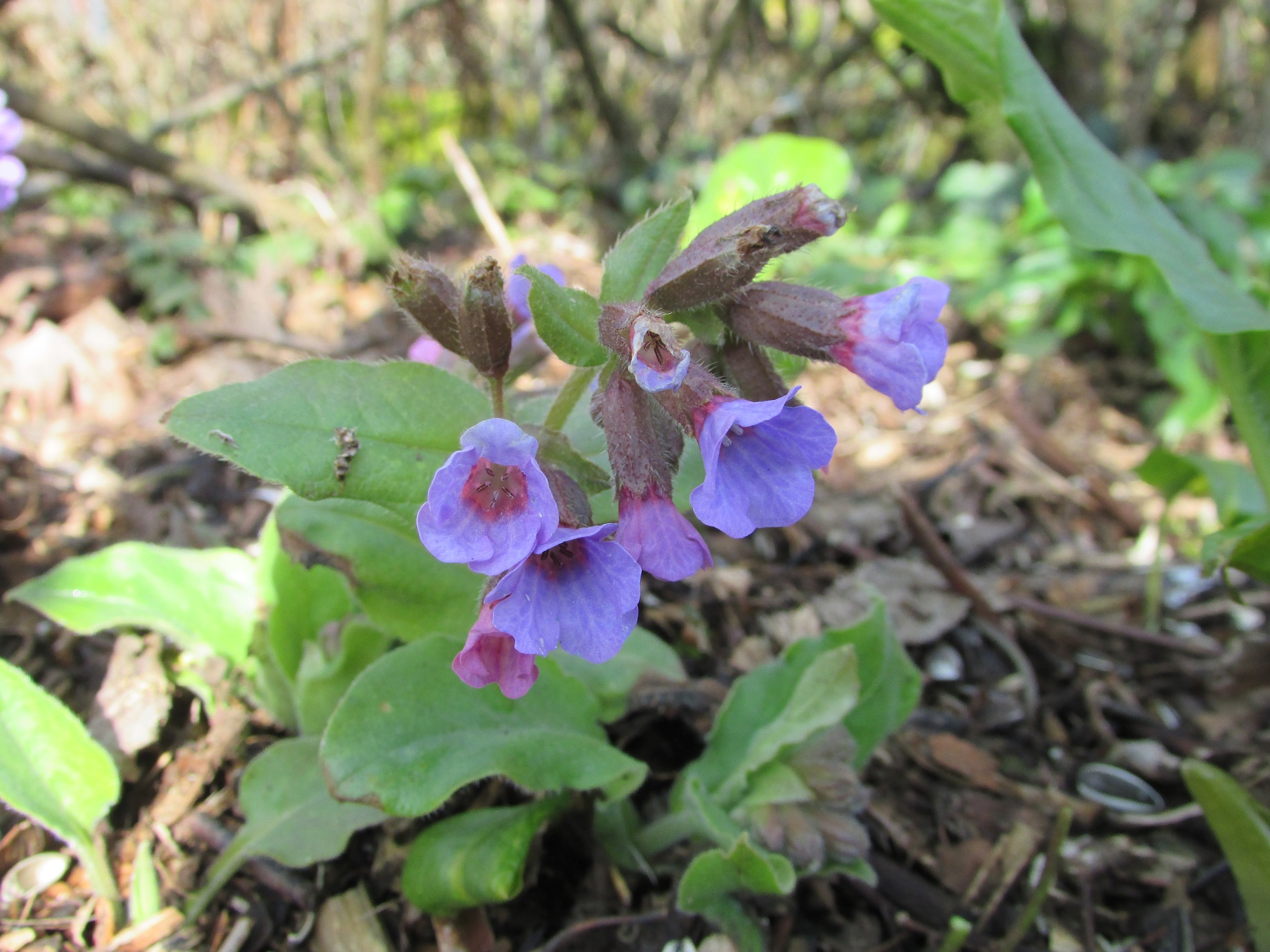 Moselle 30 Mars 2018, 10 à 20 cm de haut, inflorescence groupée, bouton mauve s'ouvrant sur une fleur violette, tige et feuille poilues, sol frais.