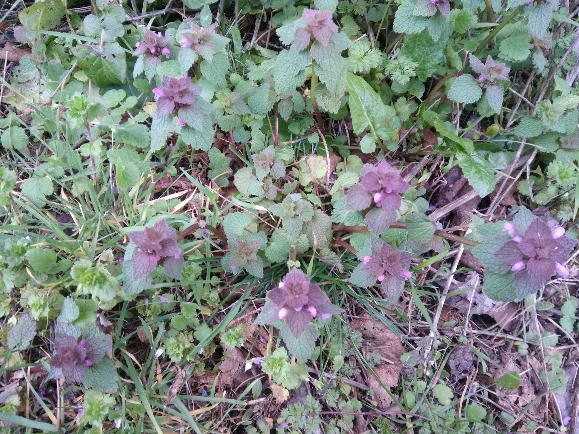 vue globale Lamier pourpre