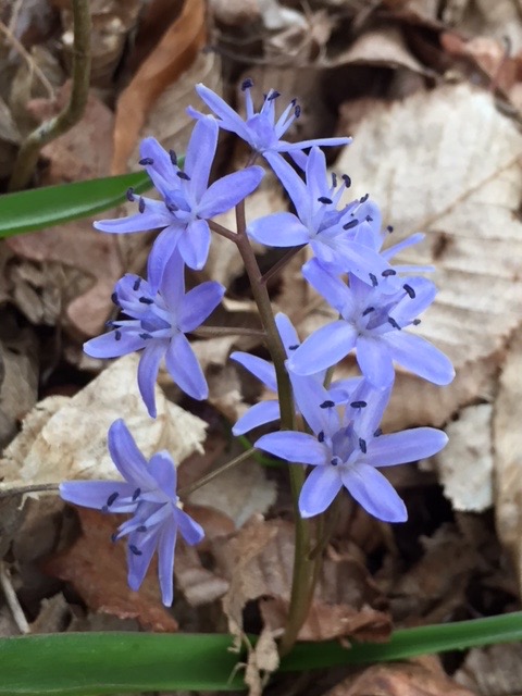Photo de l'ensemble de la plante