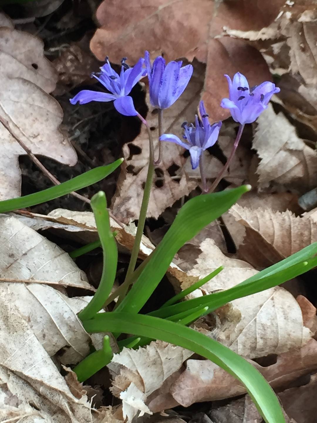 Photo de l'ensemble de la plante