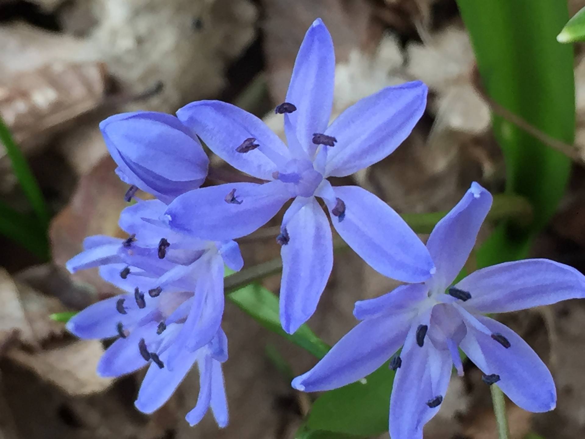 Photo de l'ensemble de la plante