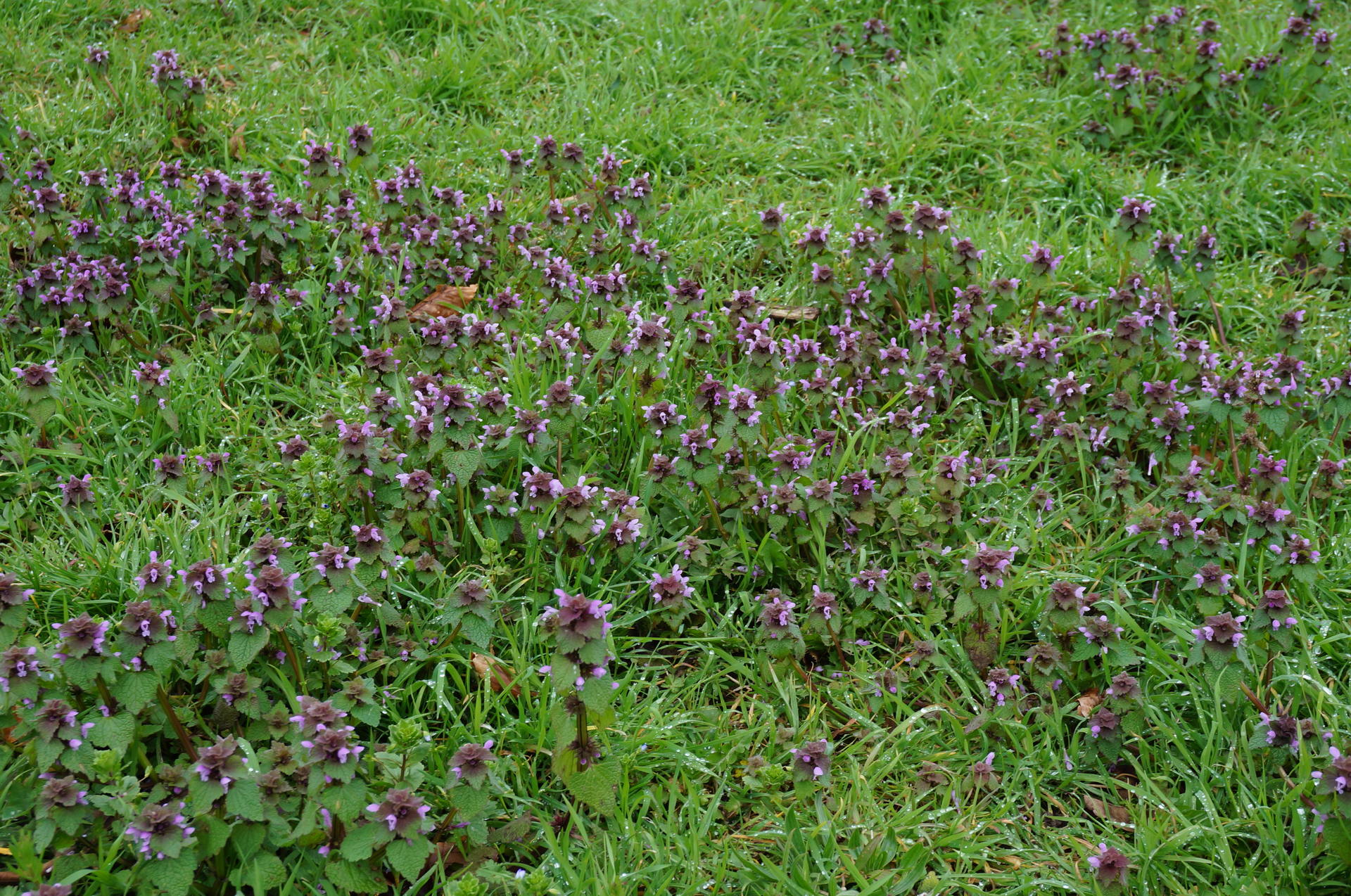 Un gisement de Lamier Pourpre