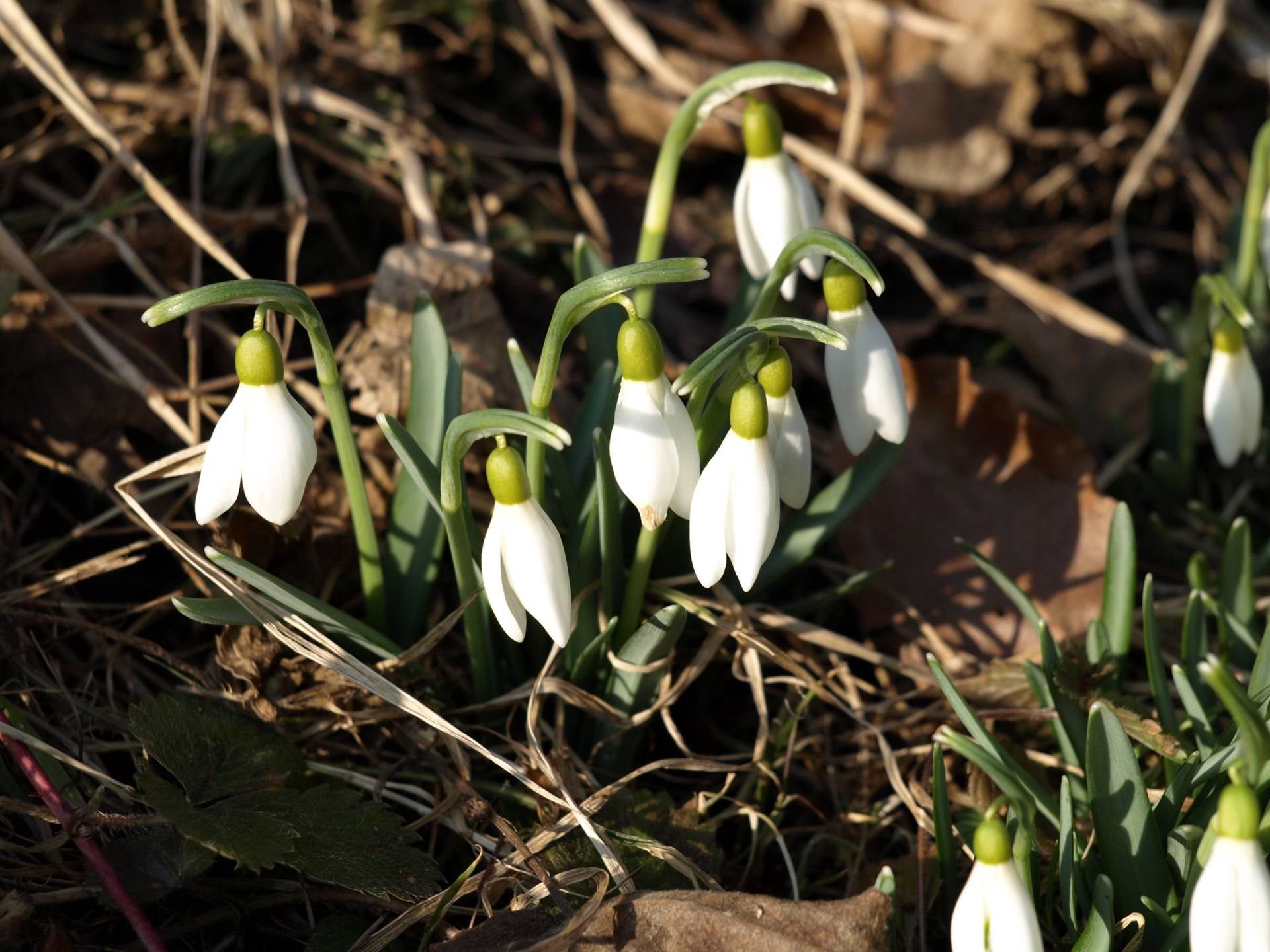 Percé neige gros plan