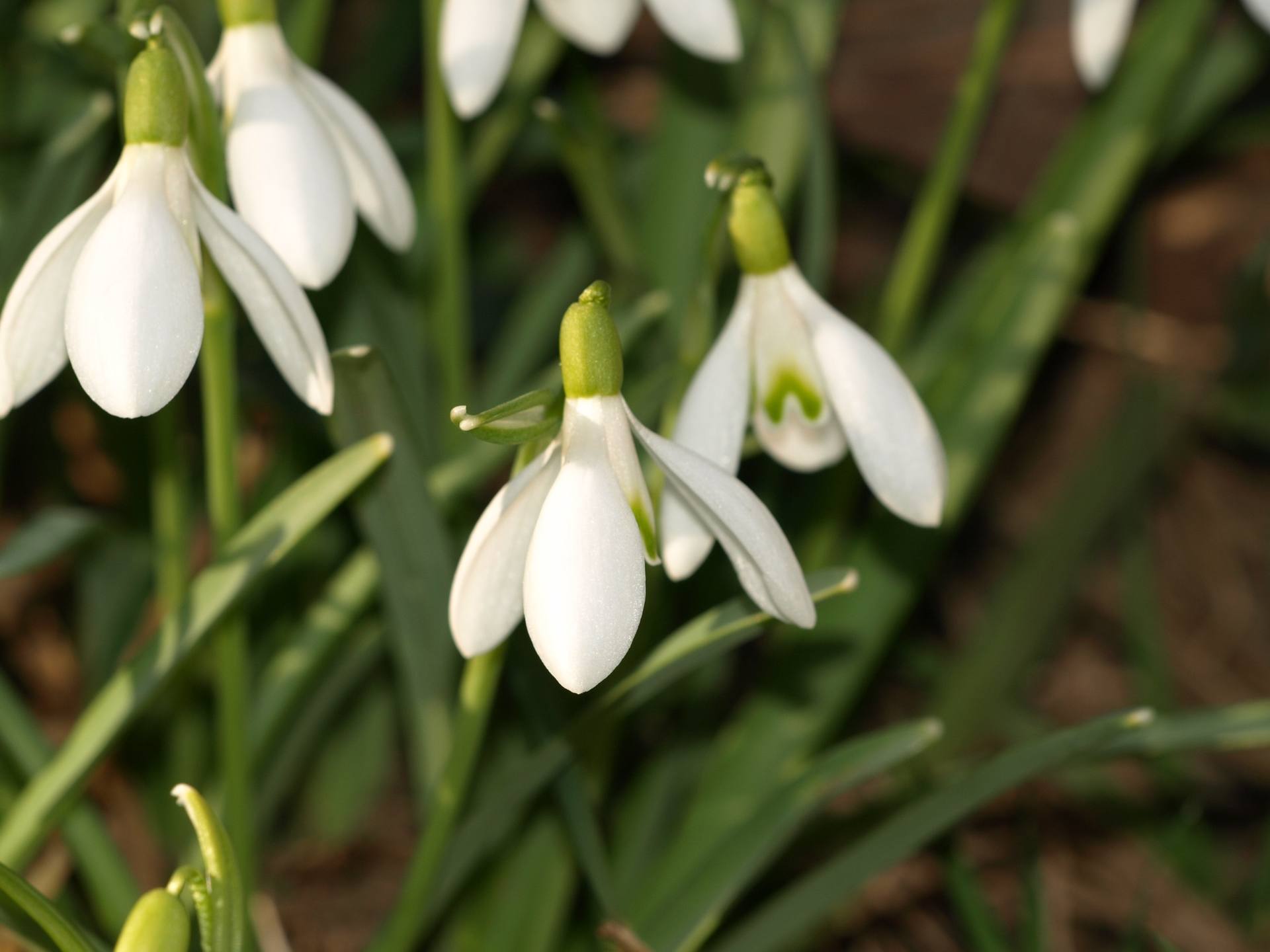 Percé neige gros plan