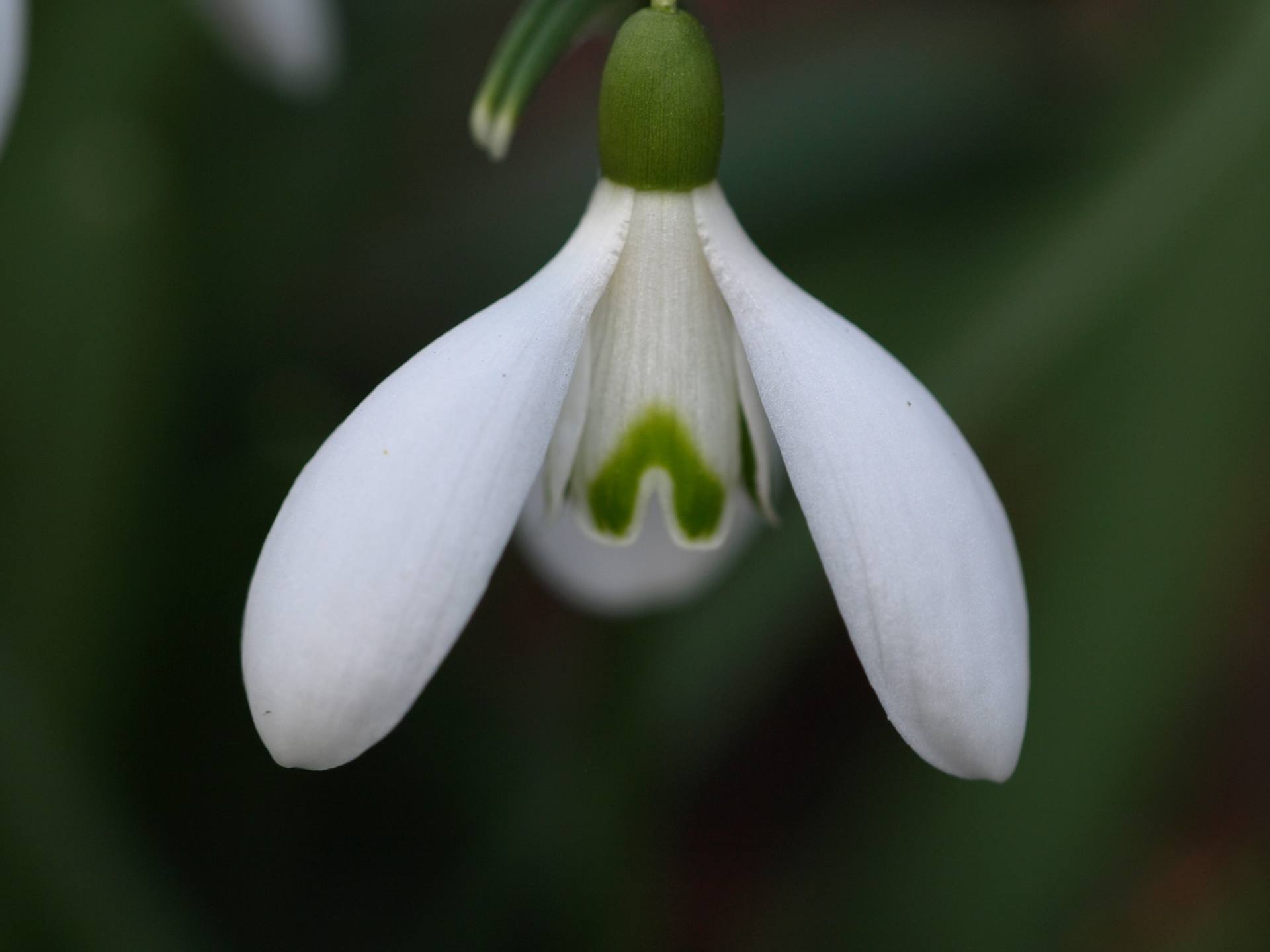 Percé neige gros plan