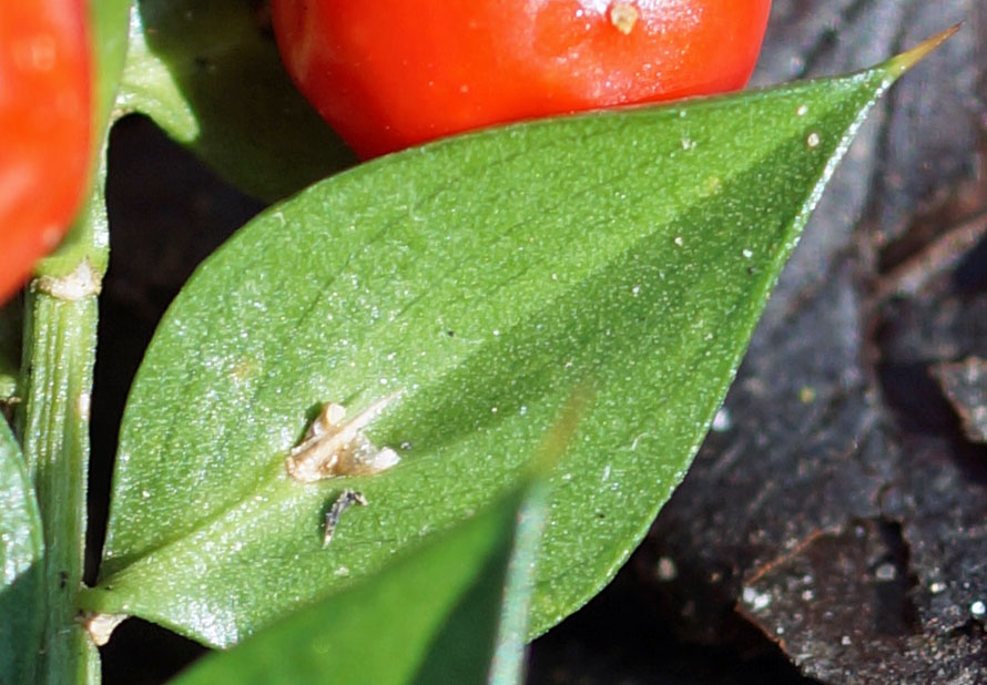 Rameau transformé en feuille