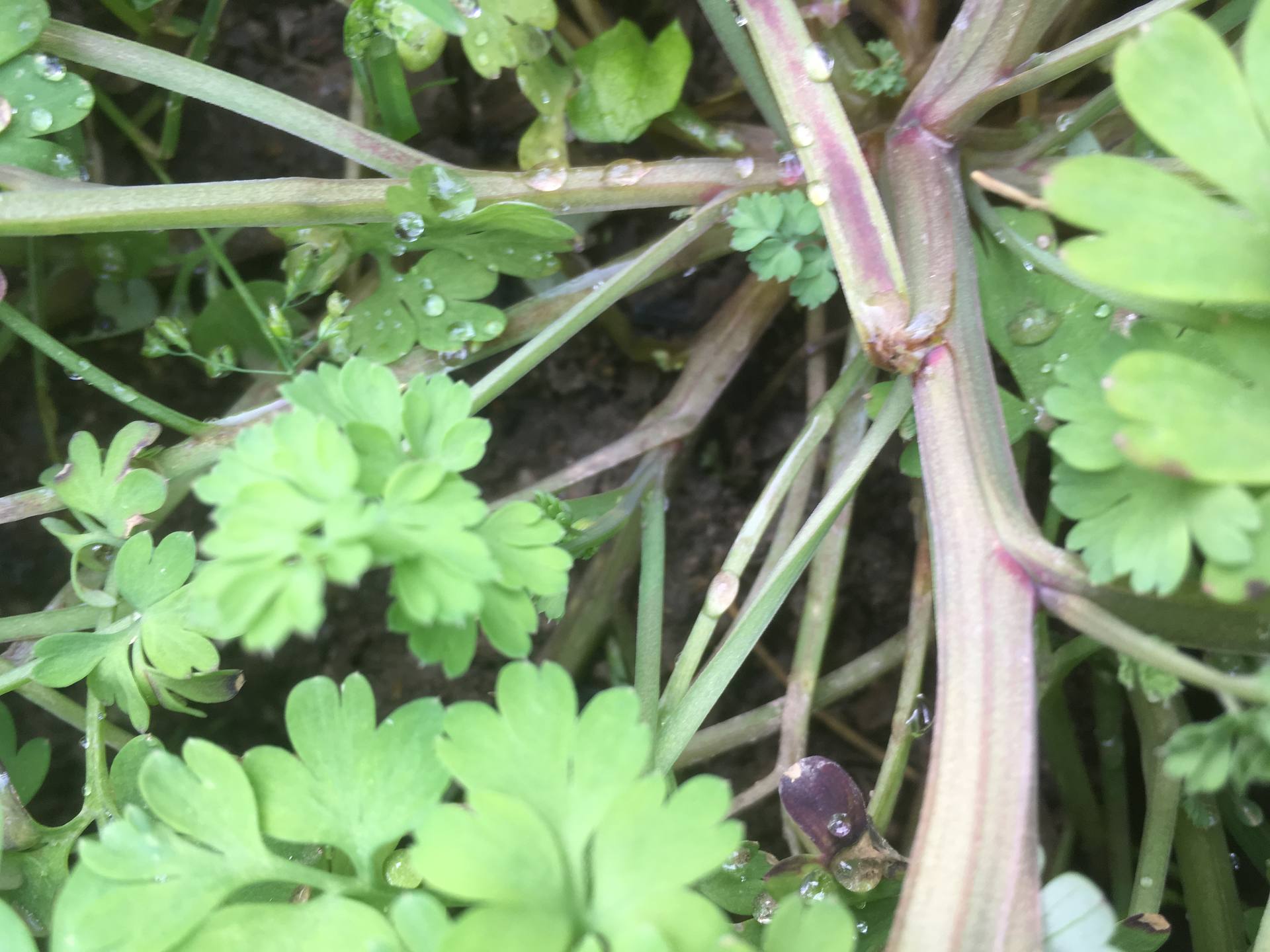 aperçu des tiges anguleuses à la base