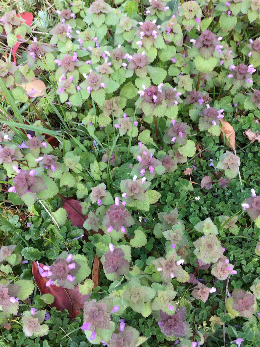 tapis lamier pourpre