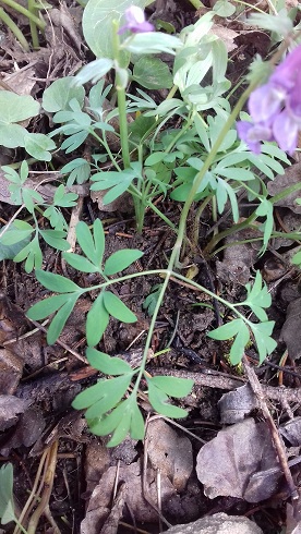 Trouvé au fond du jardin, sous un bosquet...dans l'Allier