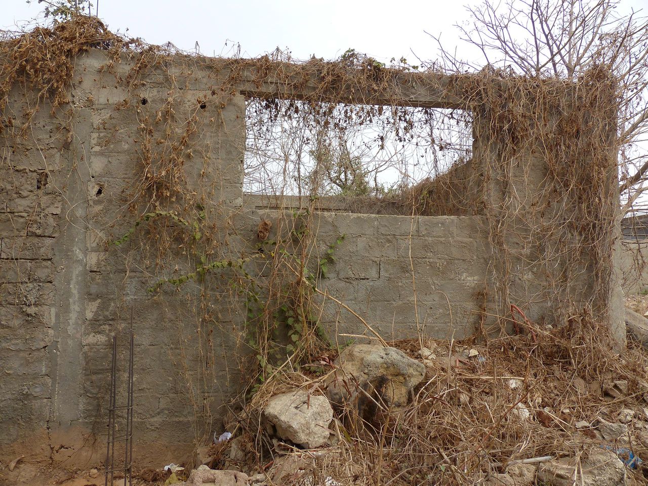 deux pieds de luffa, un sec et un vert