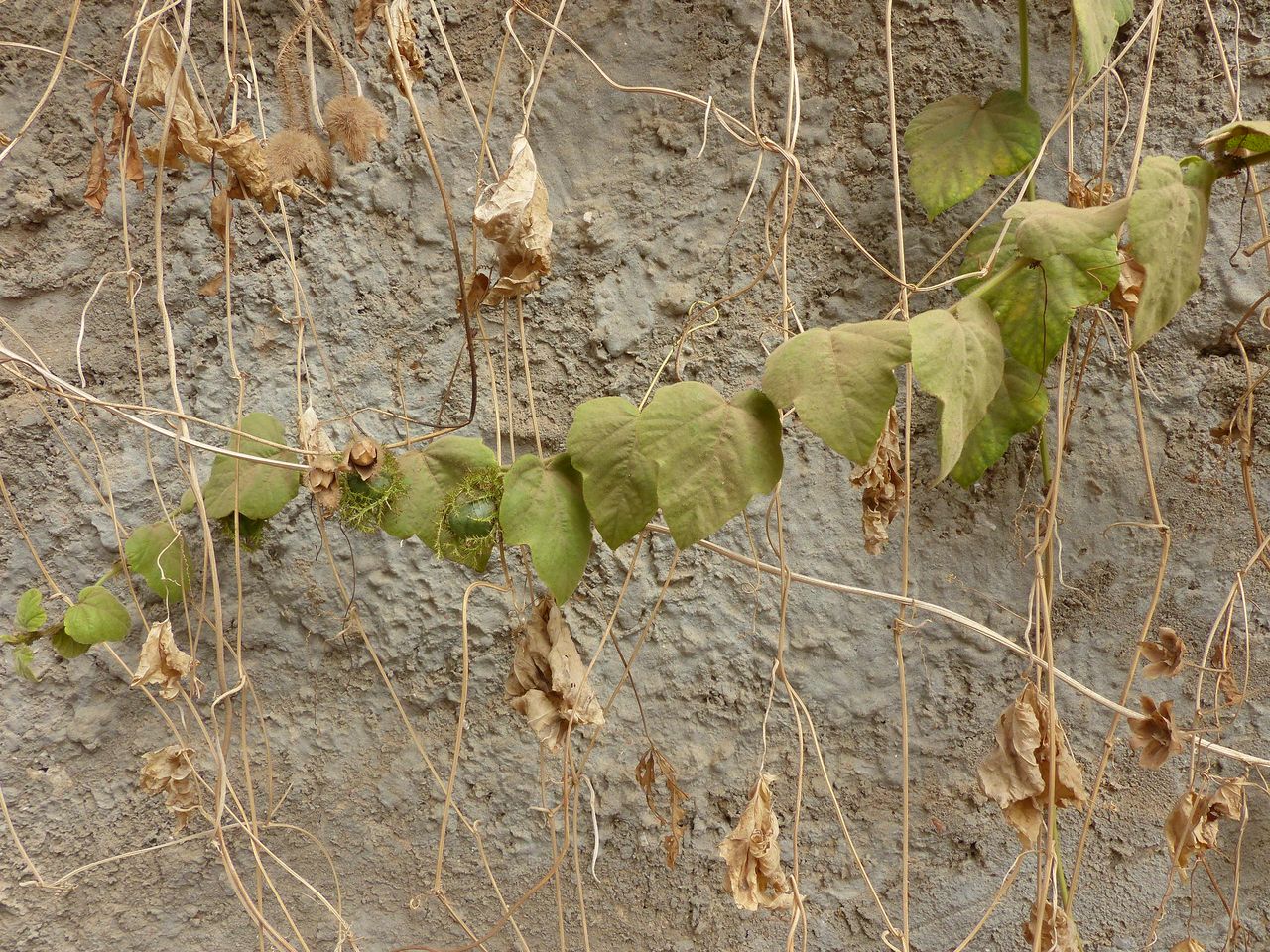 luffa, détail feuilles et fruits