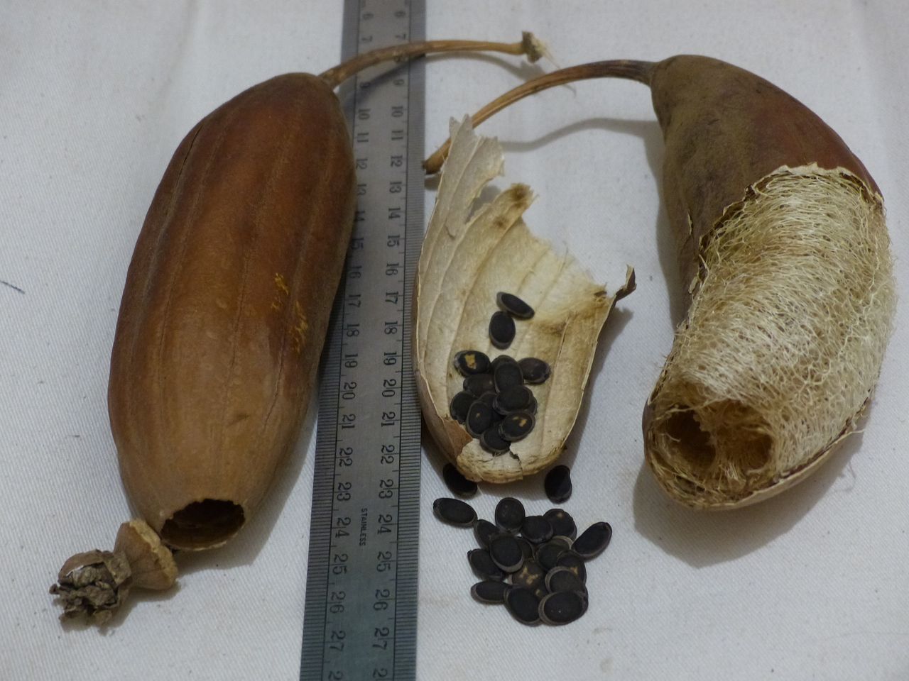 deux fruits de luffa, un partiellement épluché, avec les graines