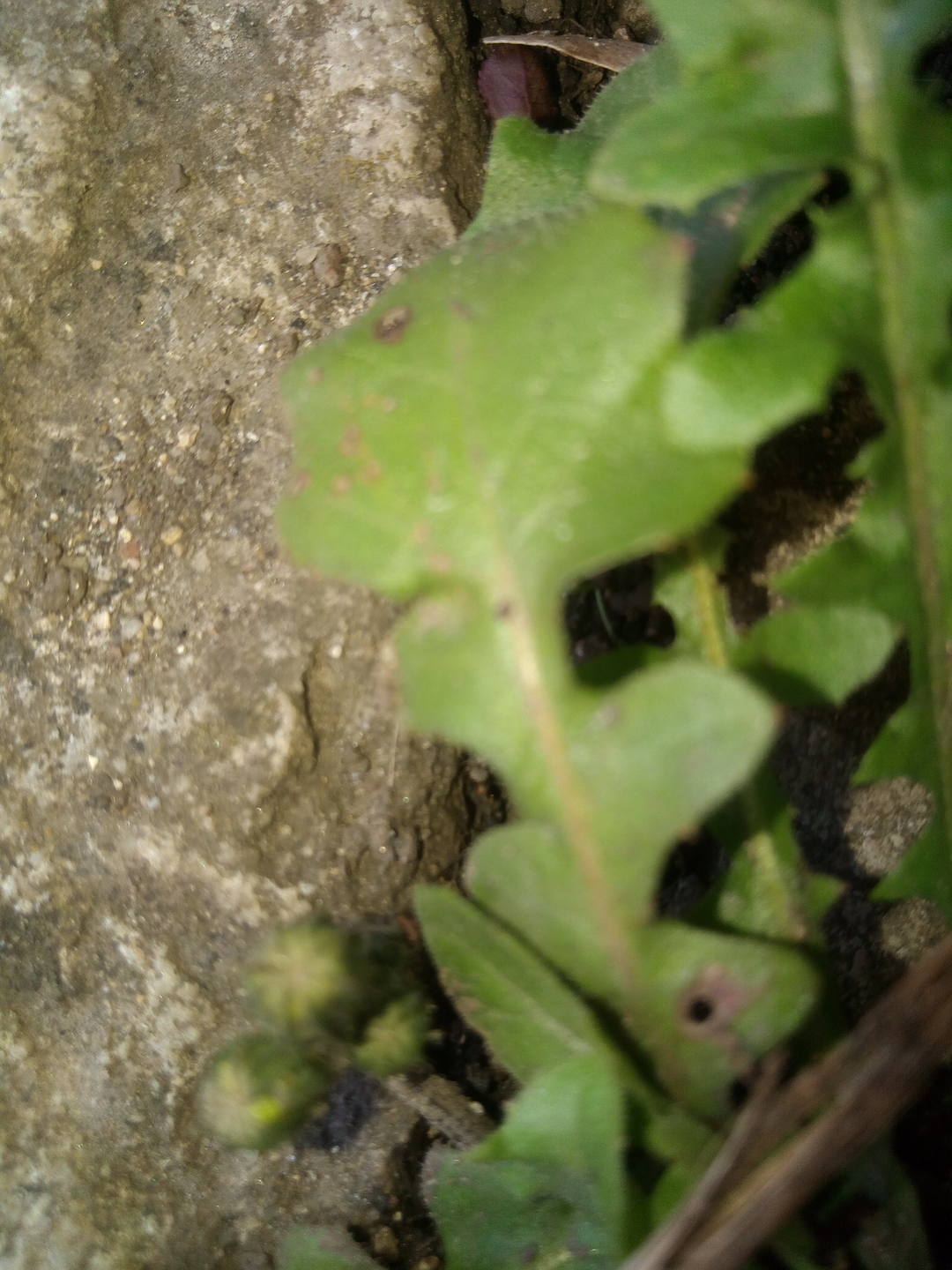 Feuille de pissenlit