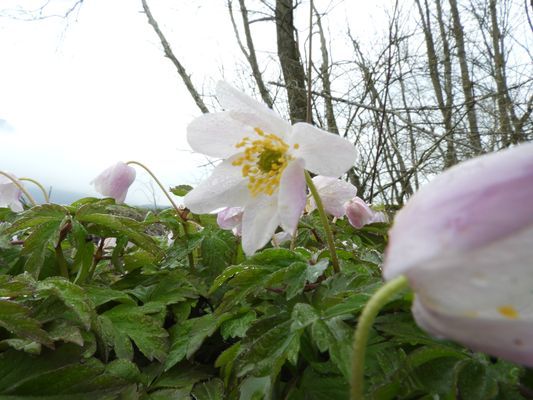 Anémone des bois - vue générale