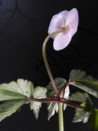 Anémone des bois - tige/fleur