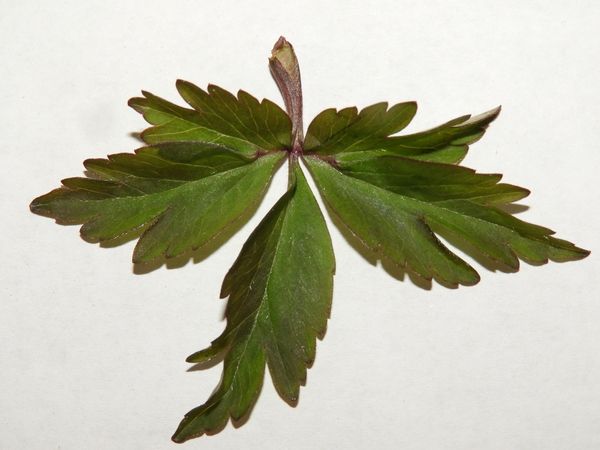Anémone des bois - feuille