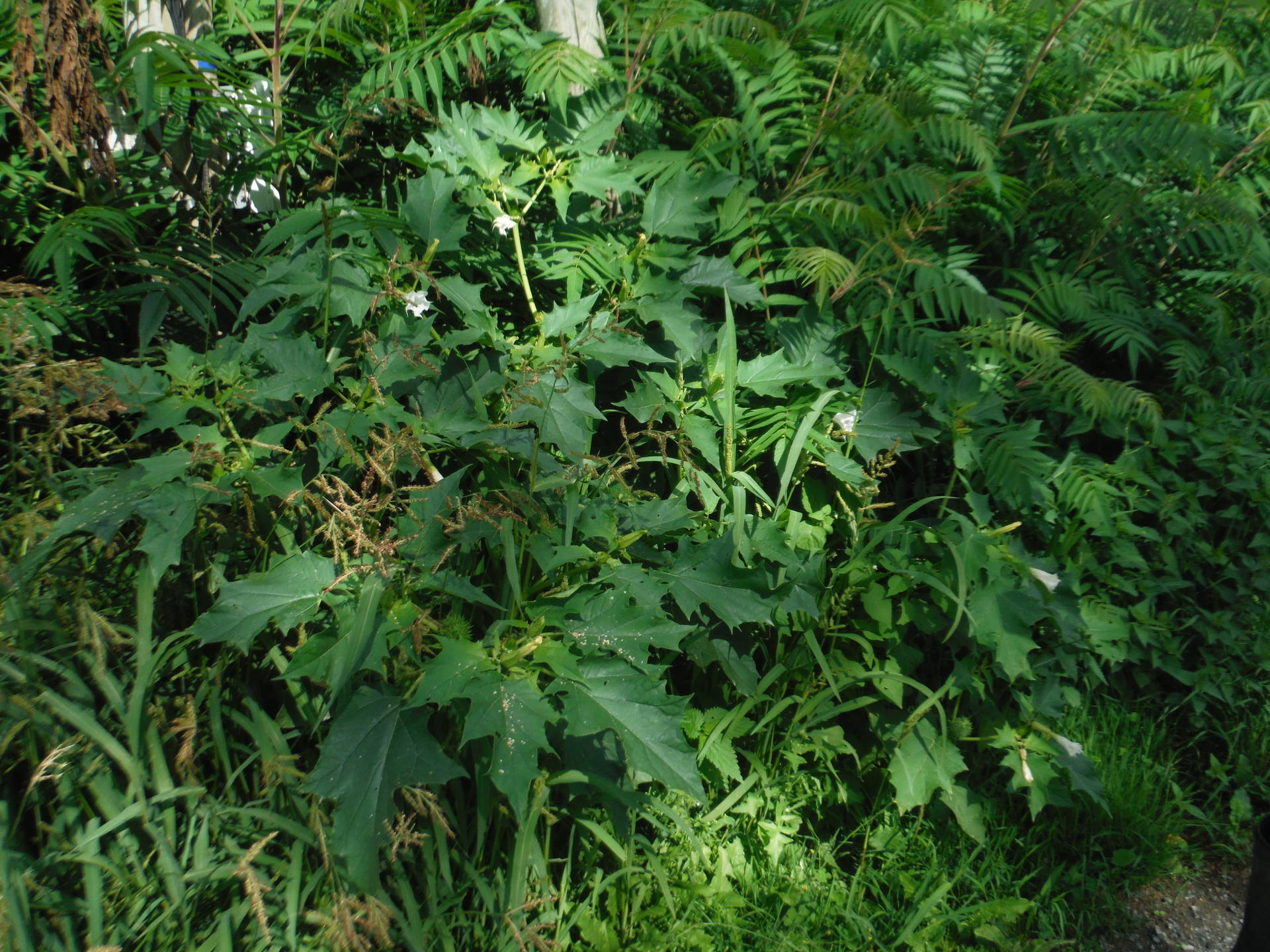 Vue d'ensemble du Datura Stramonium