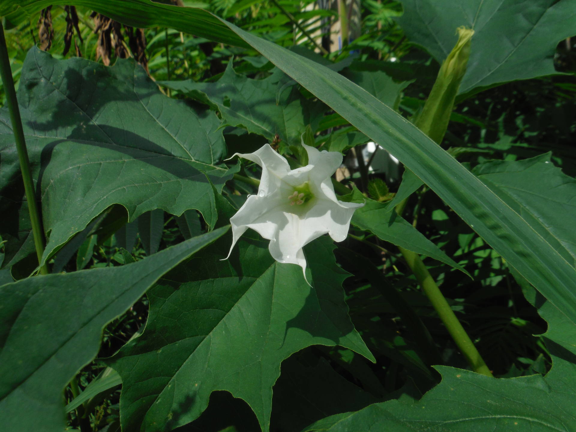 la fleur du Datura Stramonium