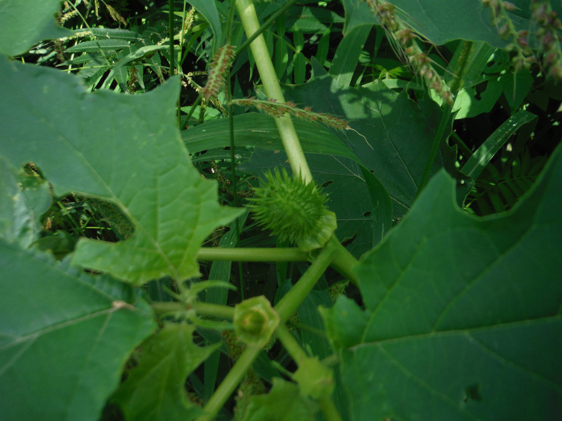fruit du Datura Stramonium