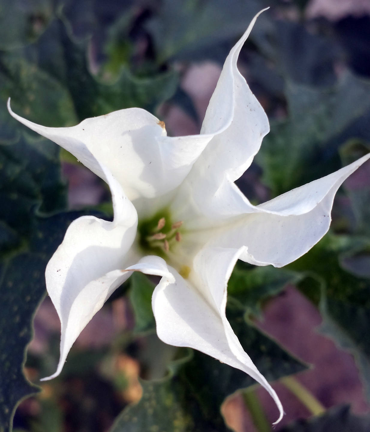Datura Stramonium : fleur
