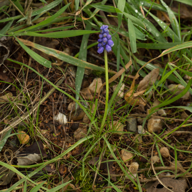 muscari entiere