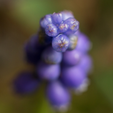 muscari de dessus