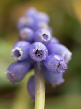 muscari entierede dessous