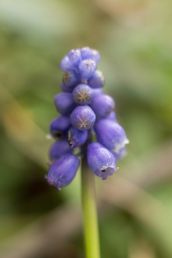 muscari de pres