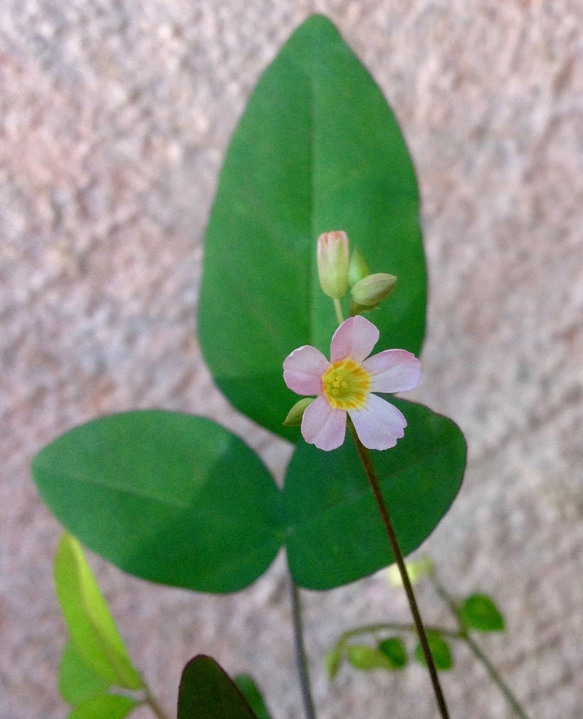 Oxalis barrelieri, fleur et feuille