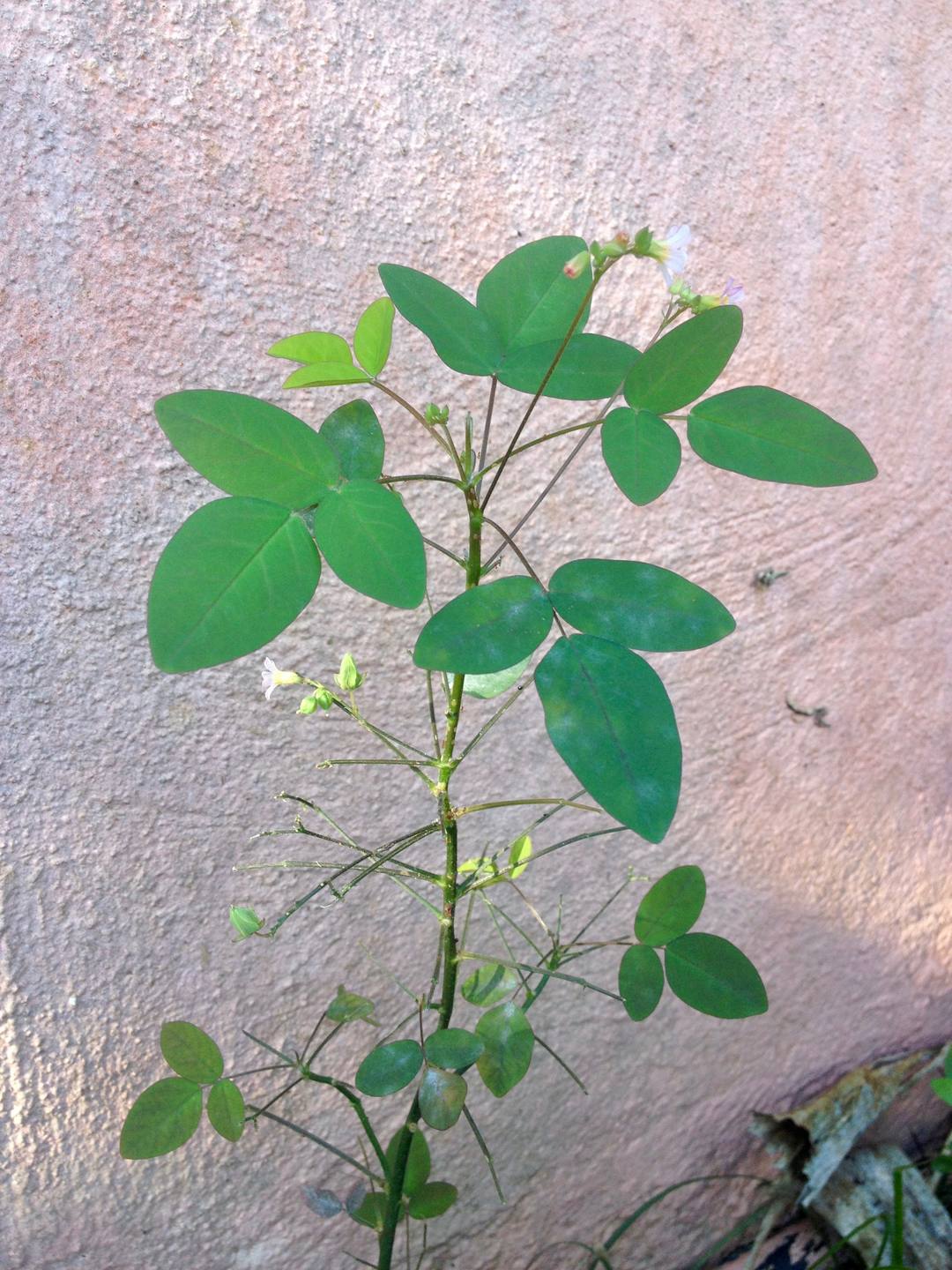 Oxalis berrelieri, plante entière