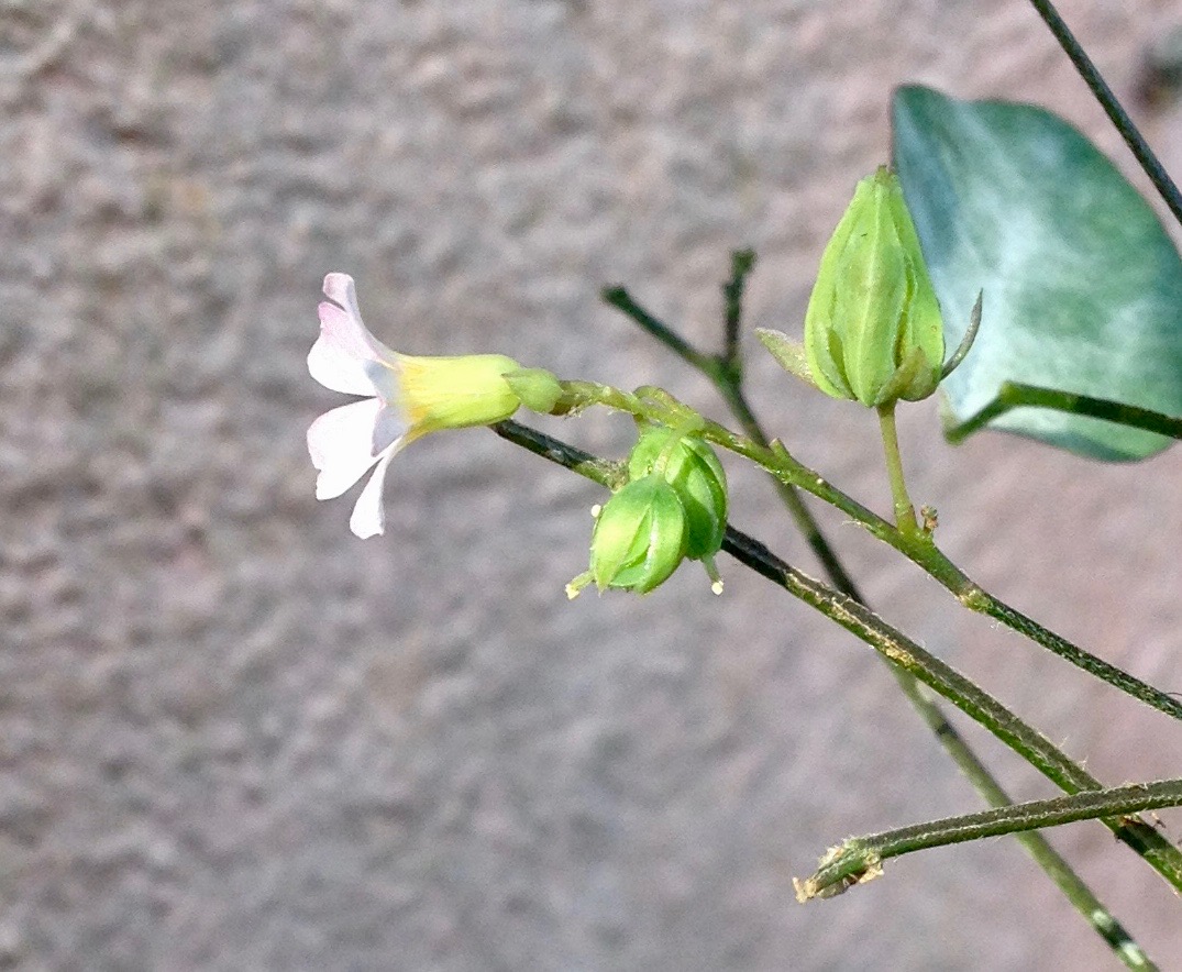 Oxalis barrelieri, fleurs et fruits