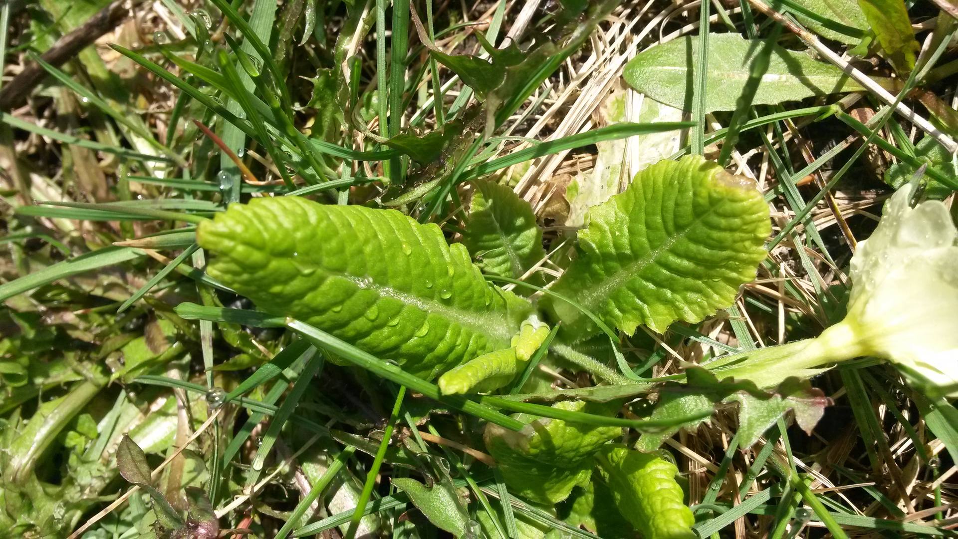feuilles primevères