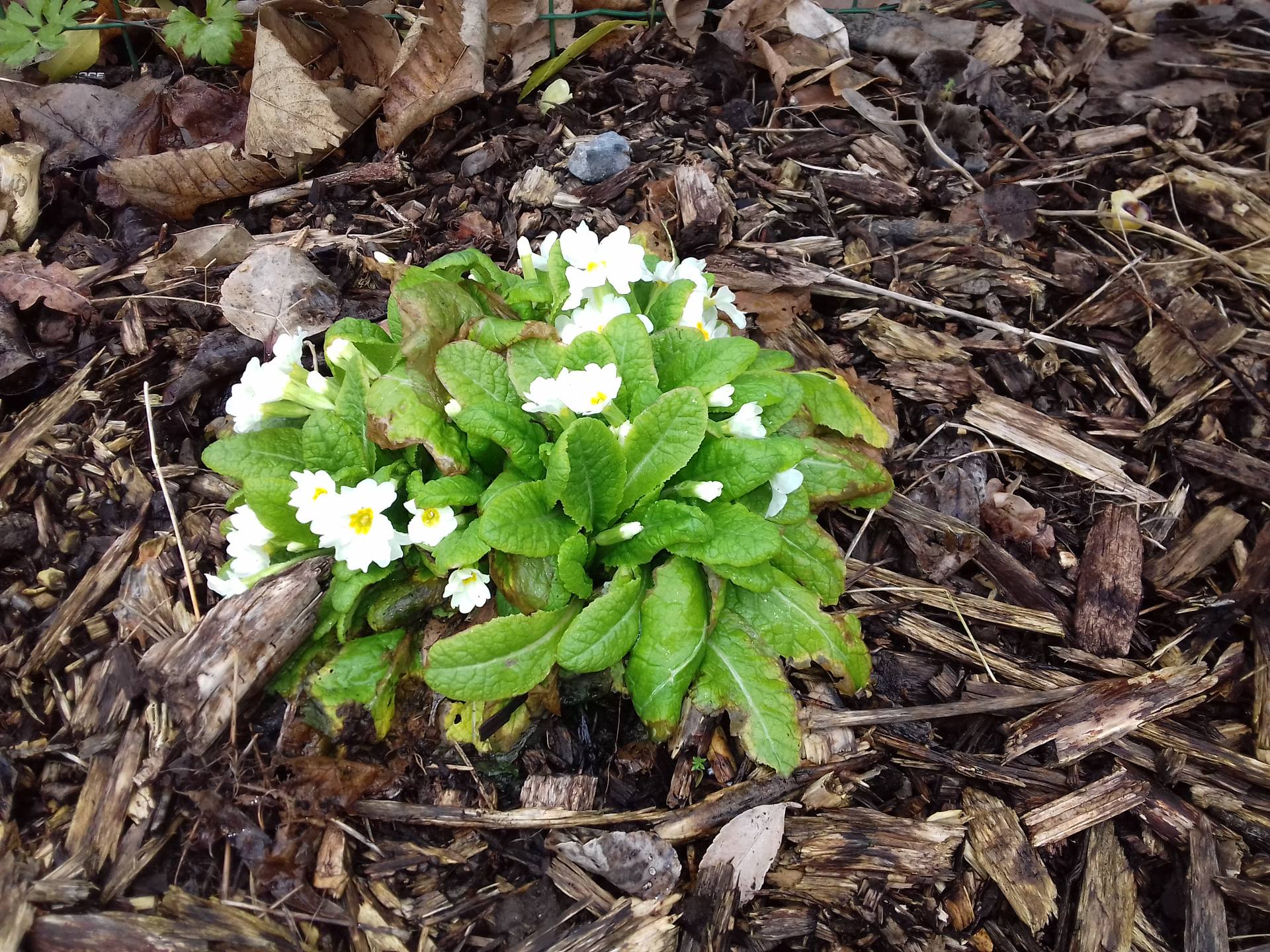 Primevère des jardins