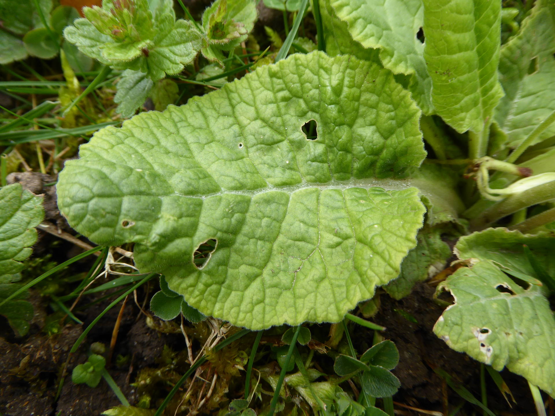Détail d'une feuille