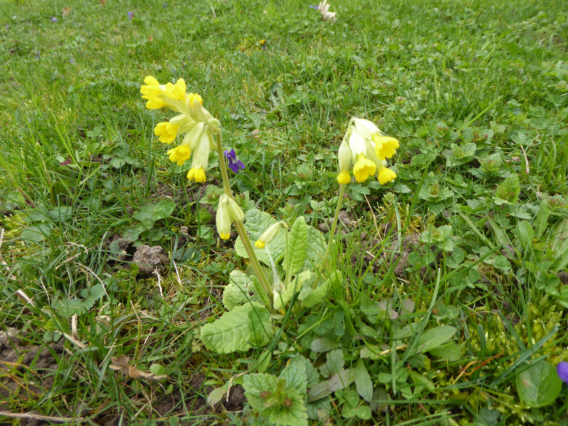 Plante entière in situ
