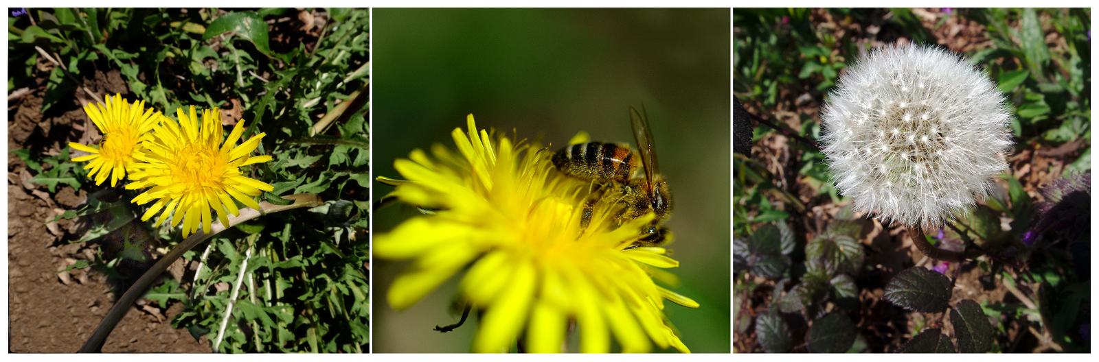 pissenlit et biodiversité: avant, pendant ,apres
