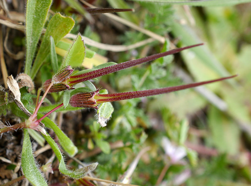 Erodium cicutarium : fruit