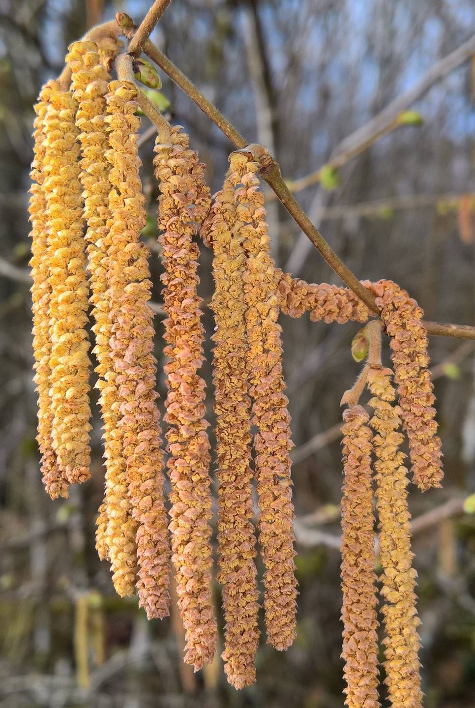 noisetier fleurs mâles