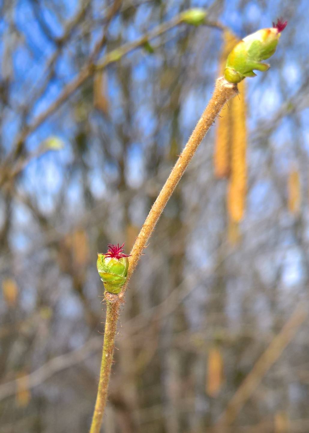 noisetier fleur femelle