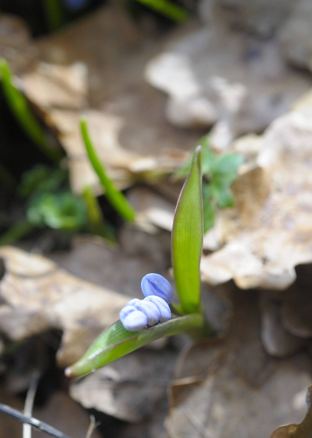 scille à deux feuilles