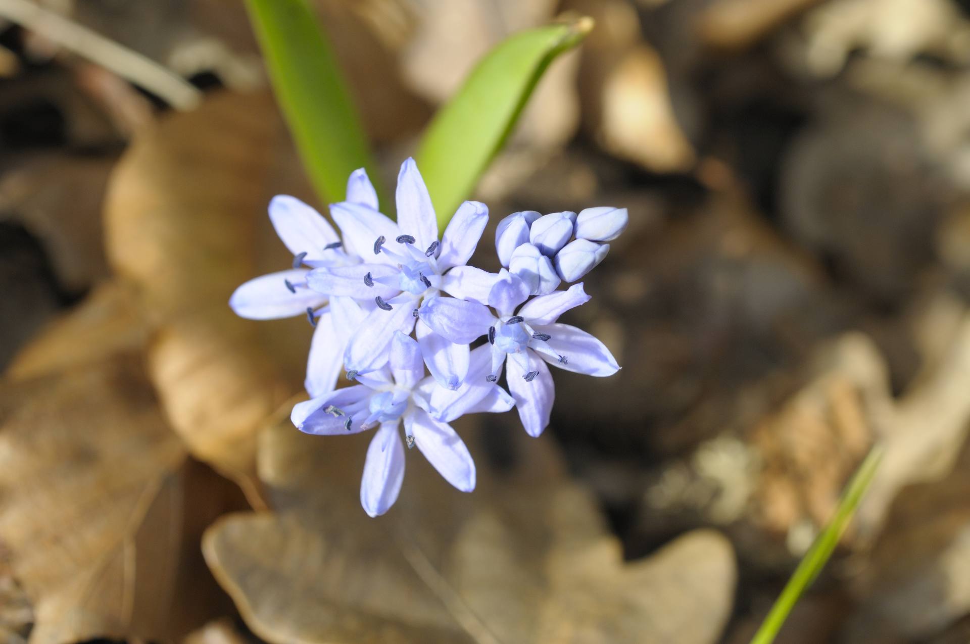 scille à deux feuilles