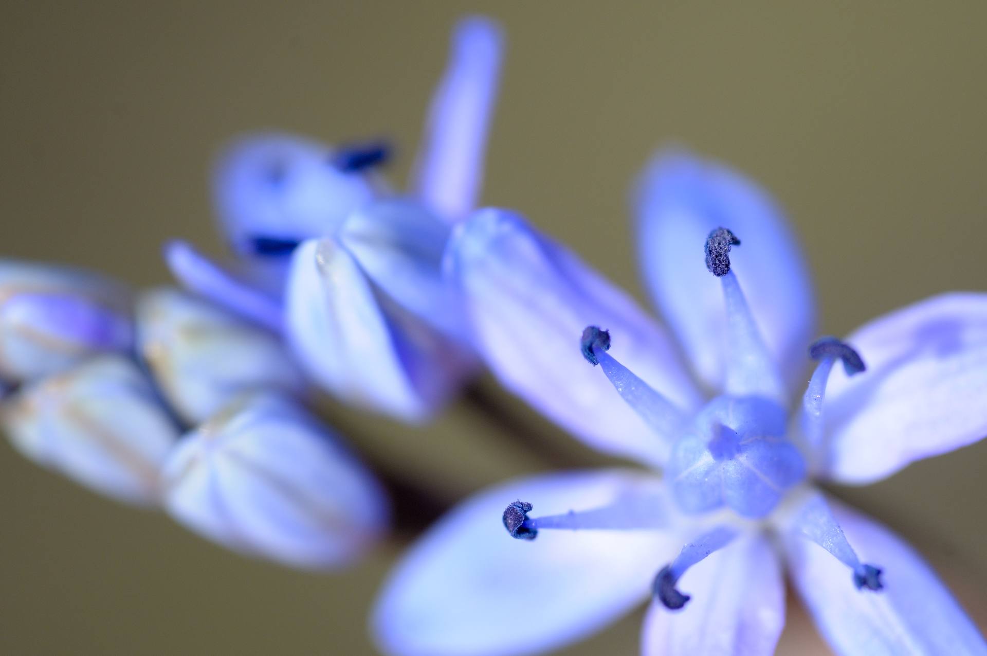 scille à deux feuilles