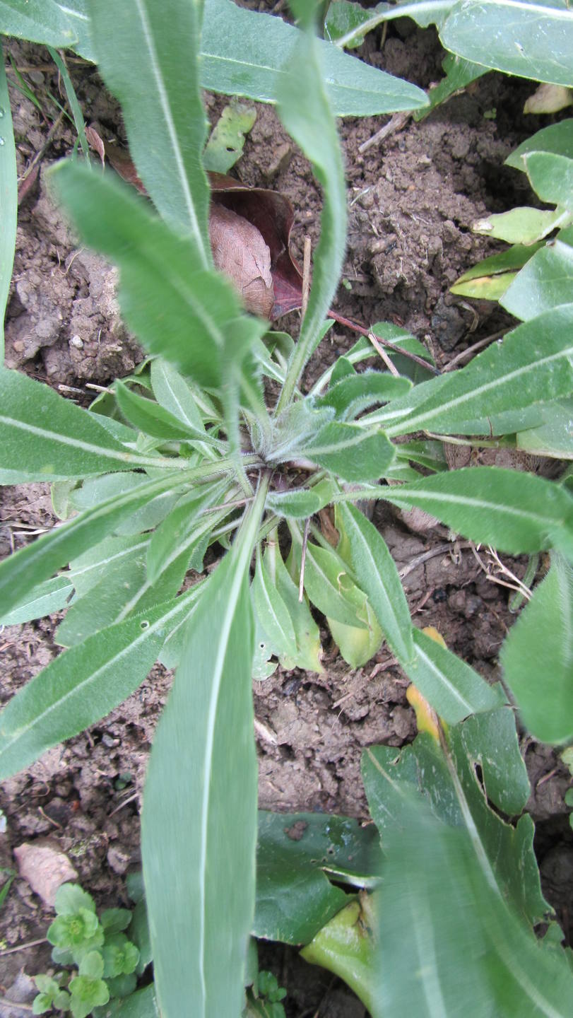 rosace Pastel des Teinturiers