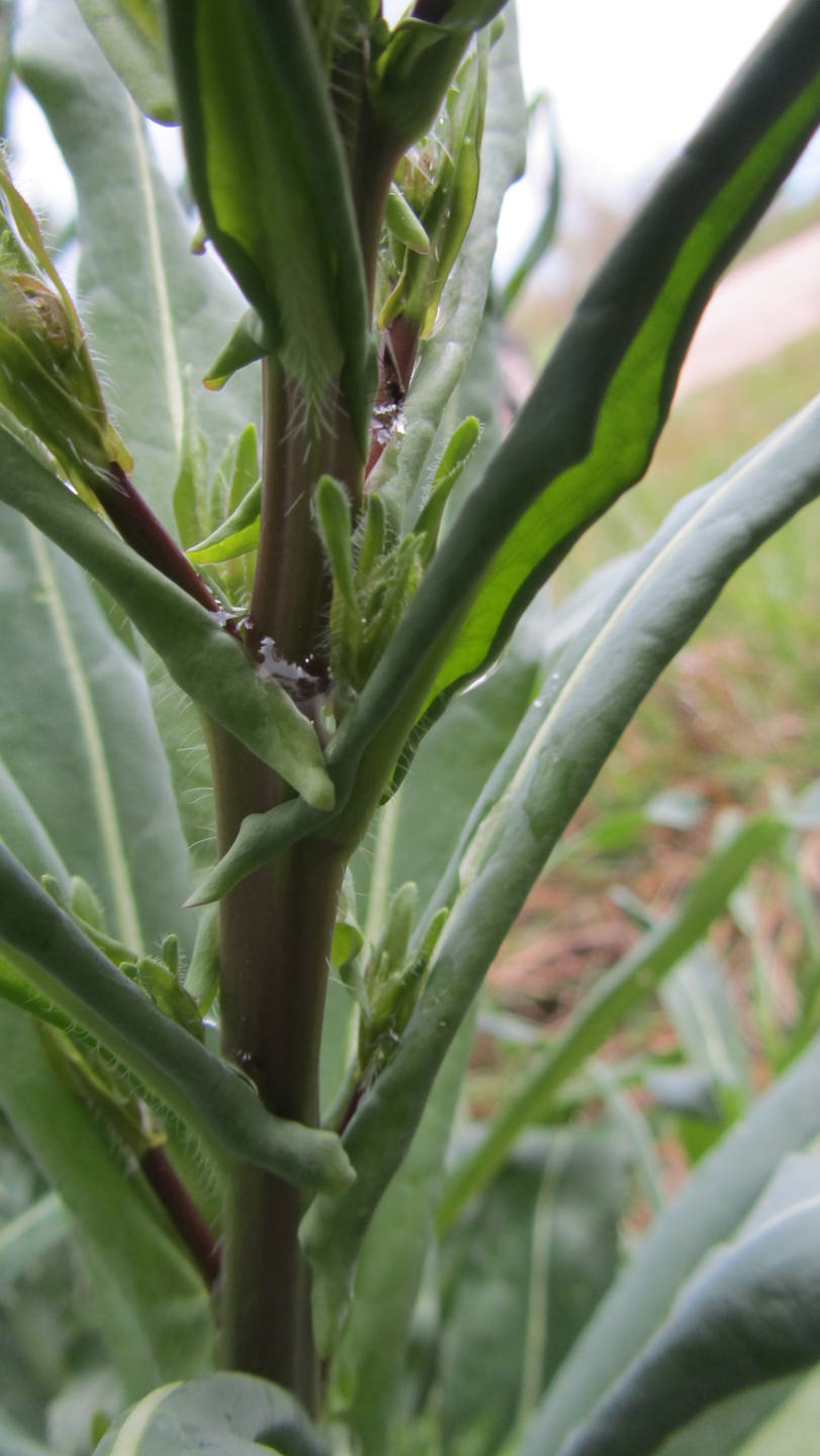 touffe avec bouton floral Pastel des Teinturiers