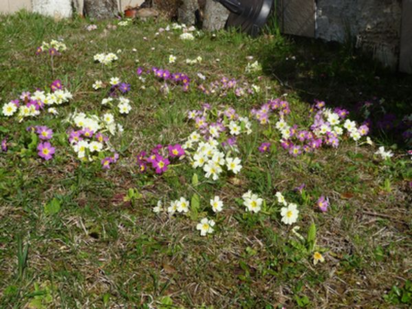 elles se multiplient toutes seules. nommées Primula