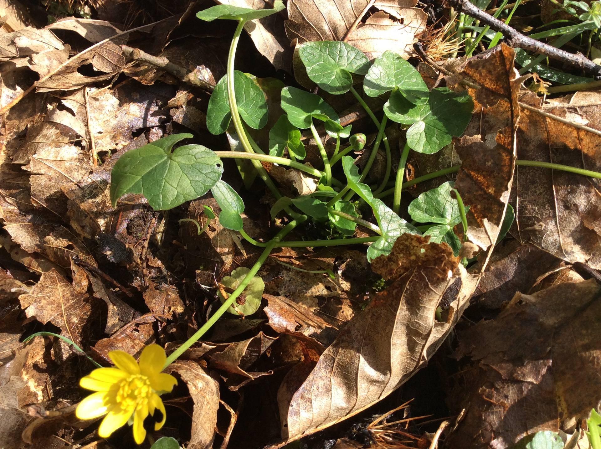 Une ficaire, les premières fleurs des sous Bois qui annoncent le printemps