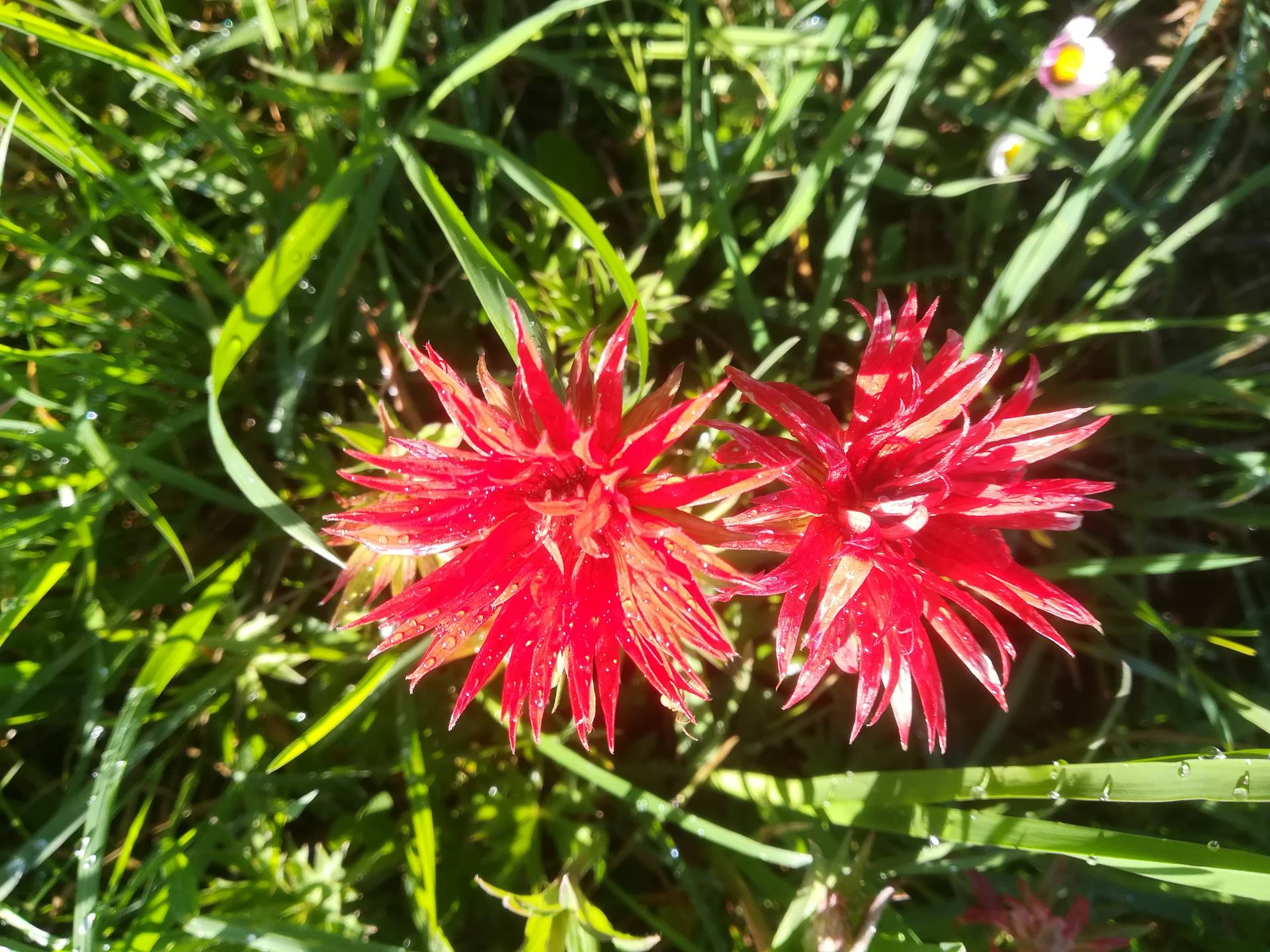 Fleurs,  vue de dessus