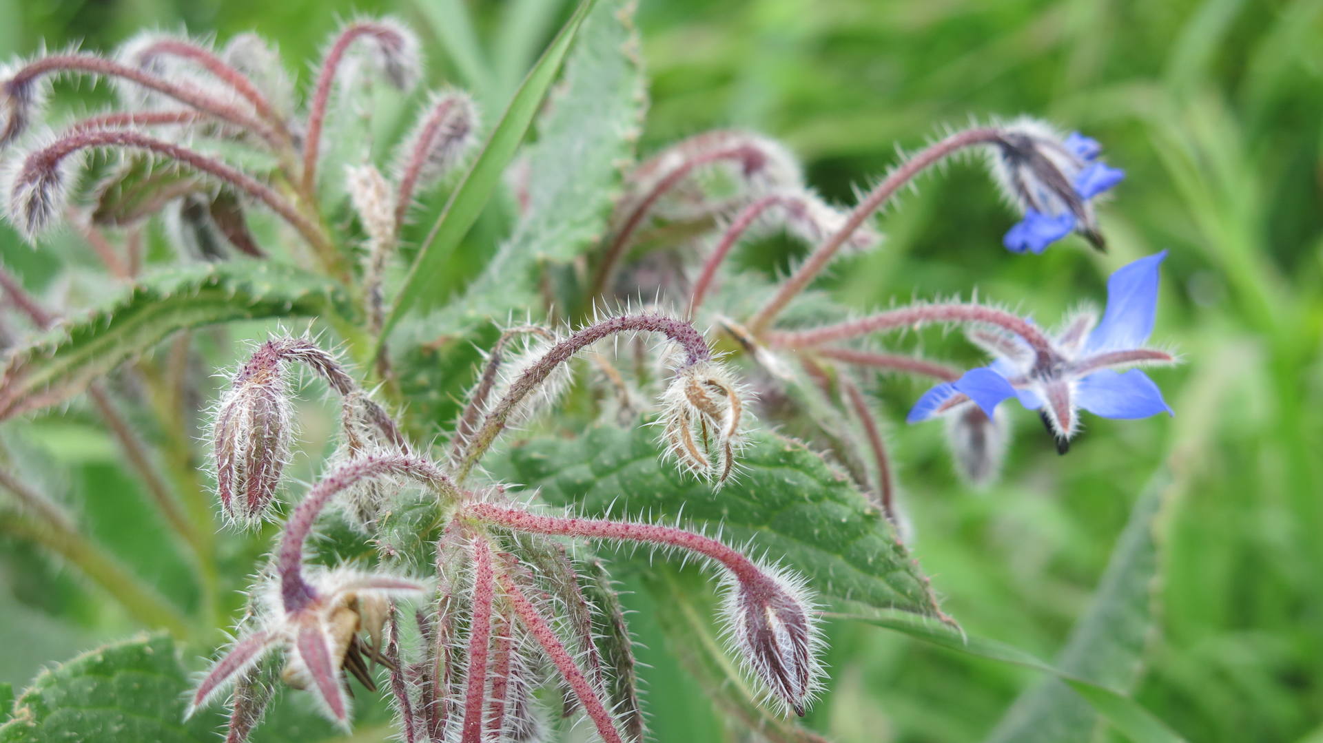 Fleurs de bourrache, plante à feuilles velues