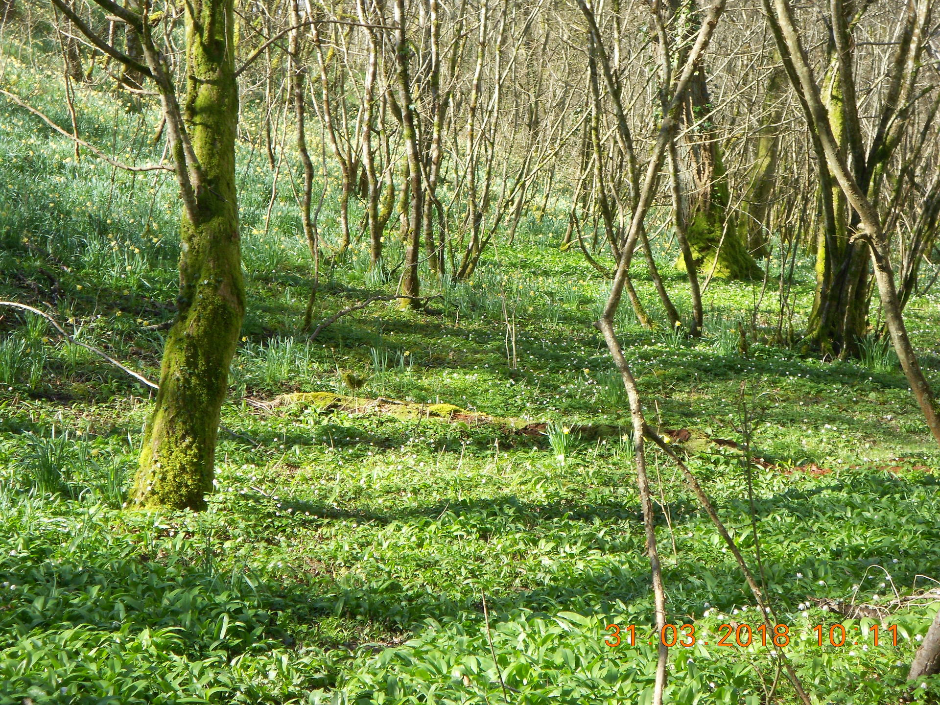 Bord de ruisseau et ail des ours