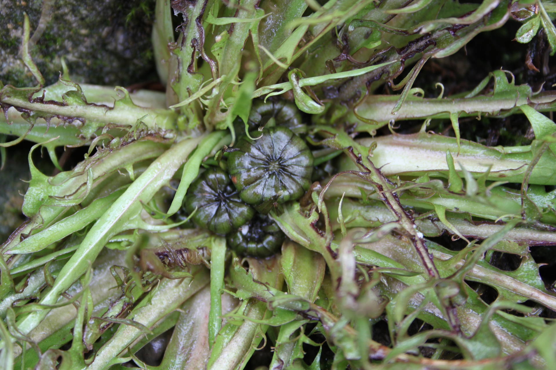 Ces boutons de fleurs de pissenlit sont tellement magnifiques et m'annoncent le printemps tellement attendu.